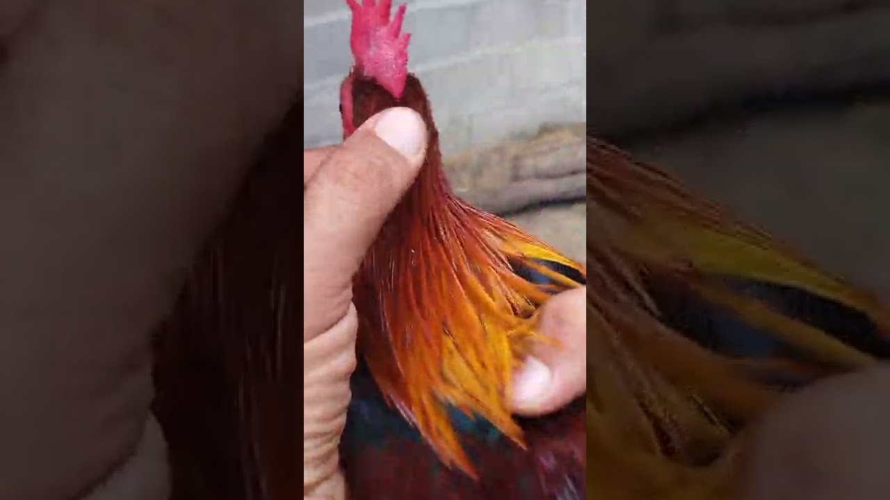 ลูกไก่ในตำราโบราณ ตระกูลสายมาเลย์รุ่นหลานครับ