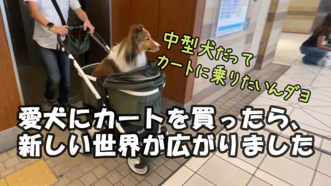 愛犬にカートを買ったら、新しい世界が広がりました！