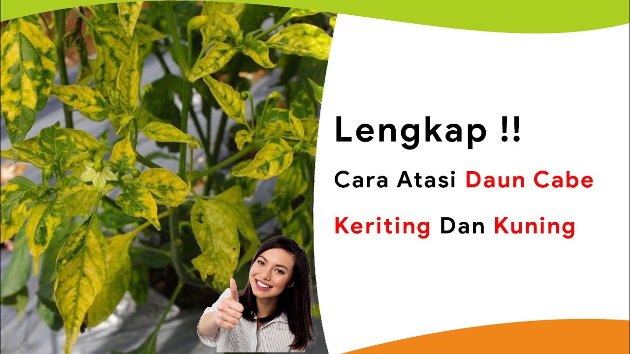 Cara Lengkap! Mengatasi Daun Keriting dan Kuning Tanaman Cabe