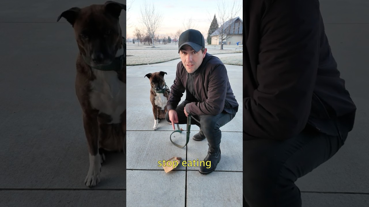 How to Teach Your Dog Not to Eat Anything Off the Ground (Pain-free) 