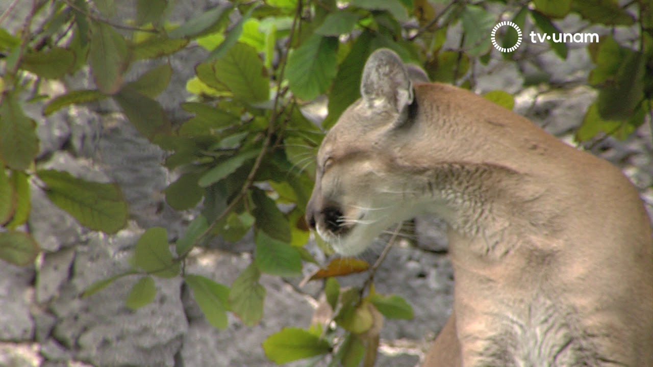 Iyari, la última puma de la UNAM