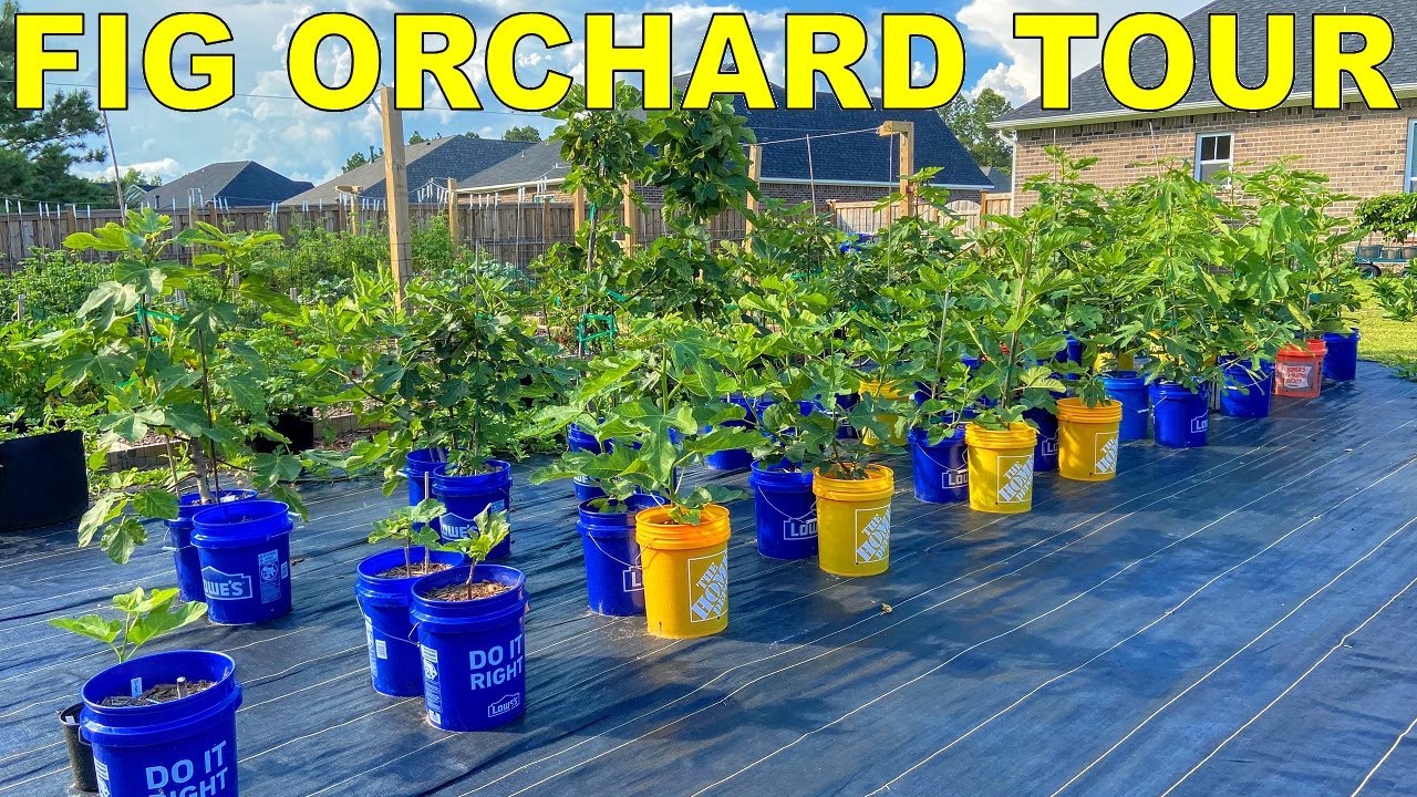 Complete Fig Orchard Tour: A Tour Of All 41 Fig Varieties In My Garden