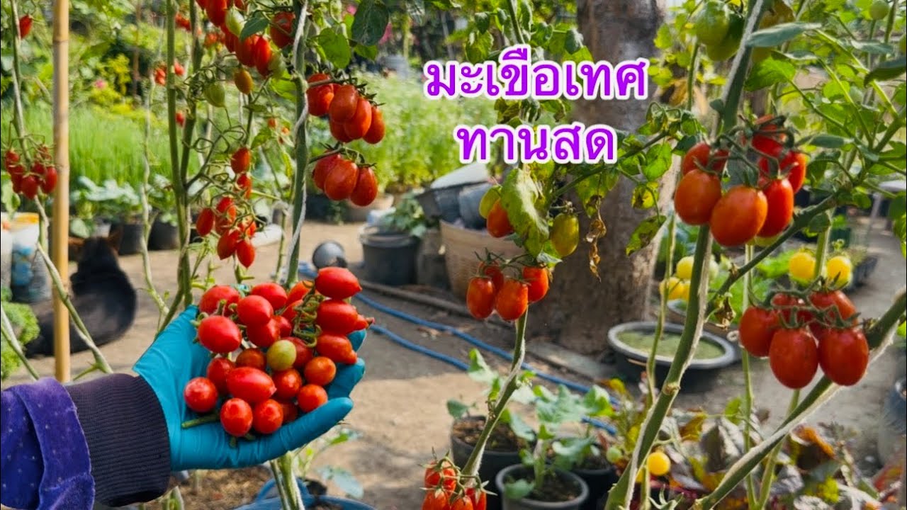 มะเขือเทศทานสด เก็บรอบที่ 2 ผลผลิตปลอดสารปลูกทั้งหมด 5 สายพันธุ์