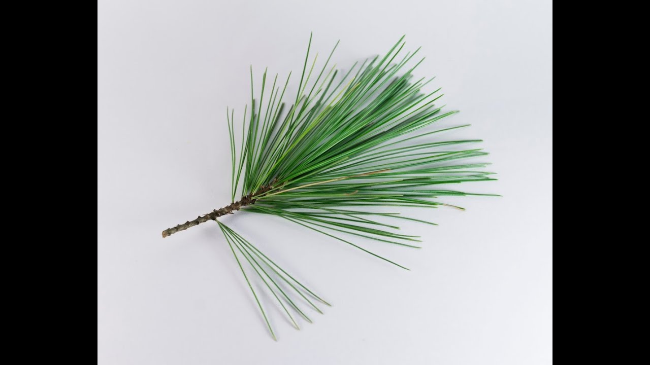 Pine Tree Identification Helpful Hints