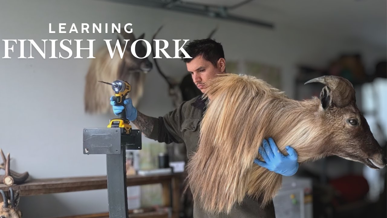 Himalayan Tahr Taxidermy | Finish work