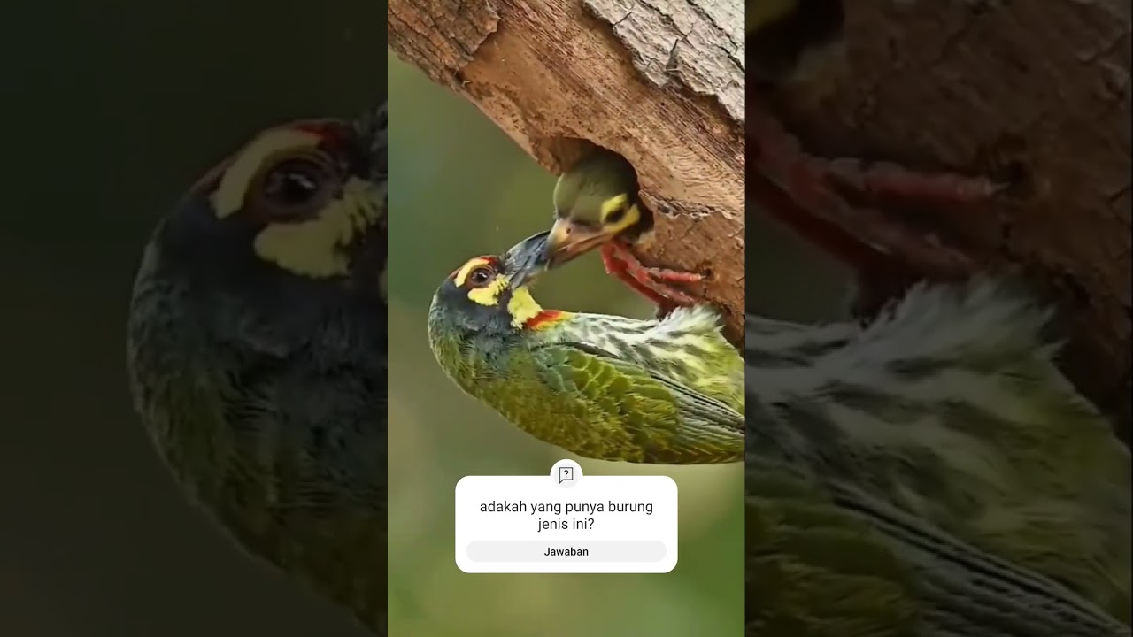 Burung Pelatuk Hijau (eropa)