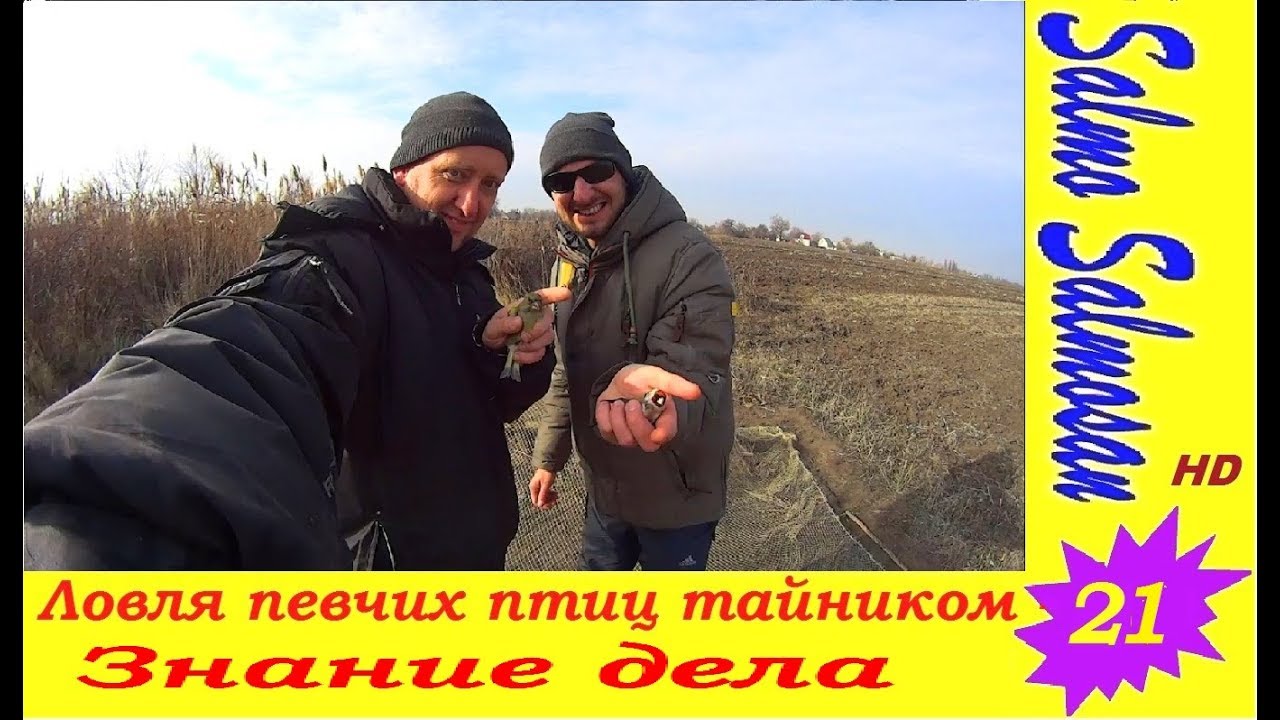 Ловля певчих птиц тайником - Щеглы , зеленушки . Знание дела  21 часть