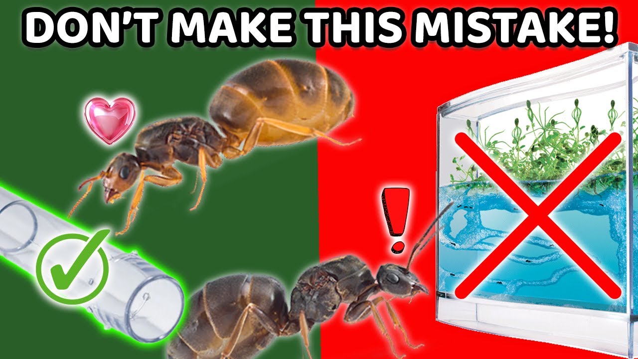 How to Start Your First Ant Colony (UK Guide) – From Queen in a Test Tube to 30 Workers
