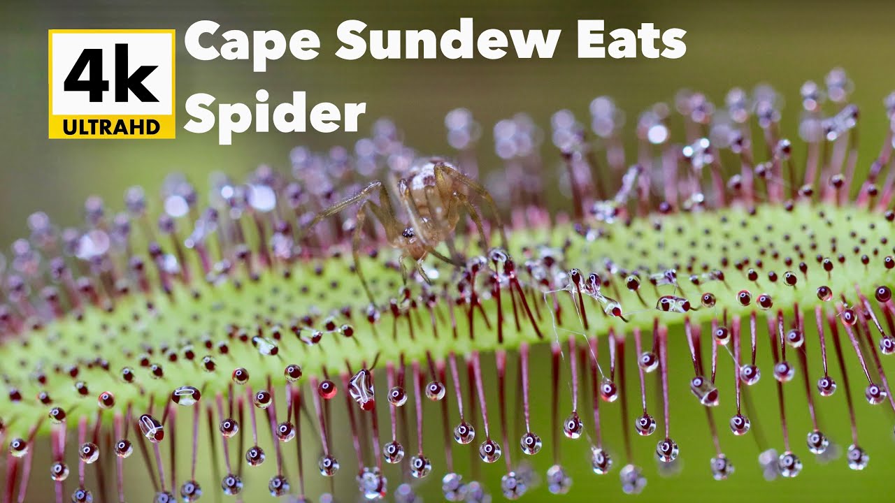 4k: Live Spider vs Cape Sundew