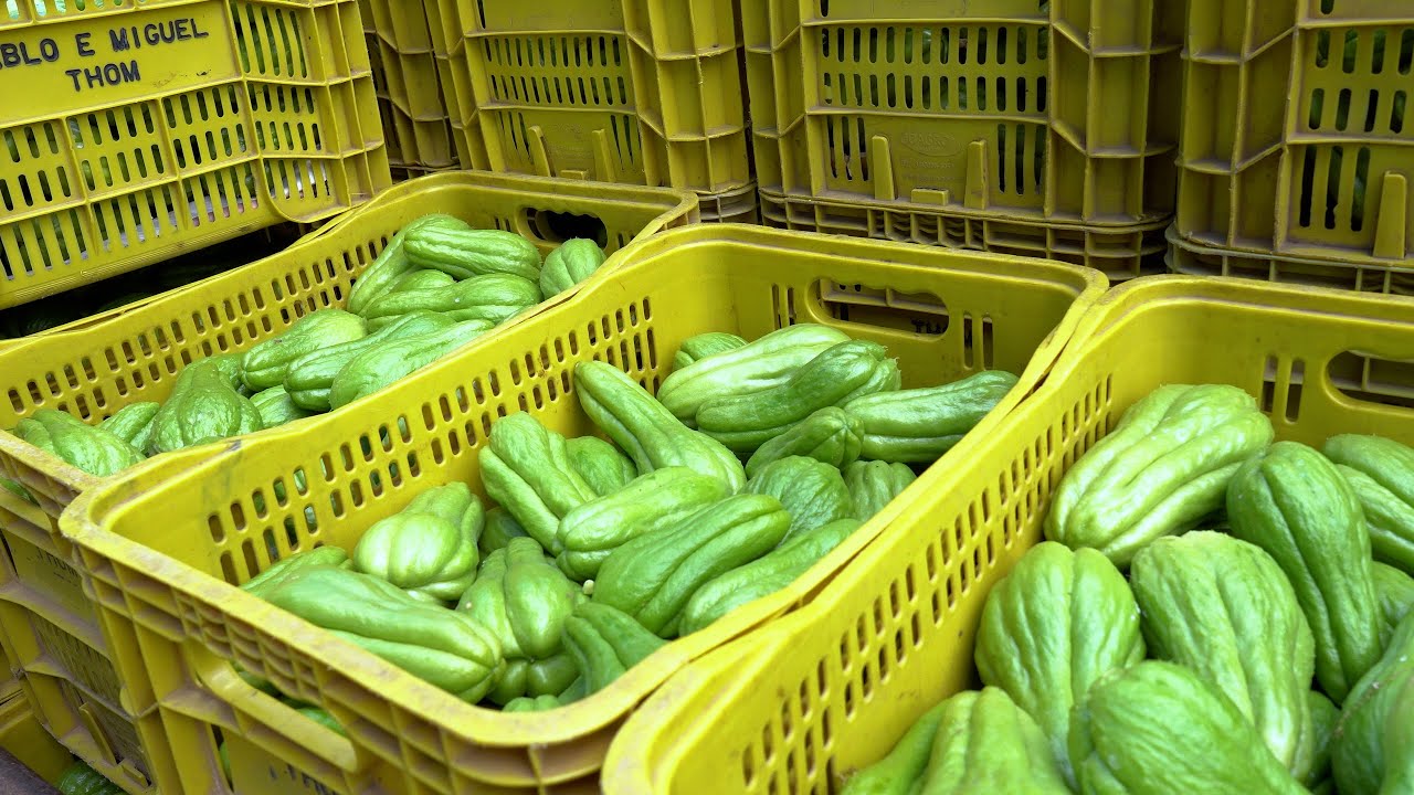 Santa Maria de Jetibá: maior produtor de chuchu é responsável por mais de 98% da produção nacional