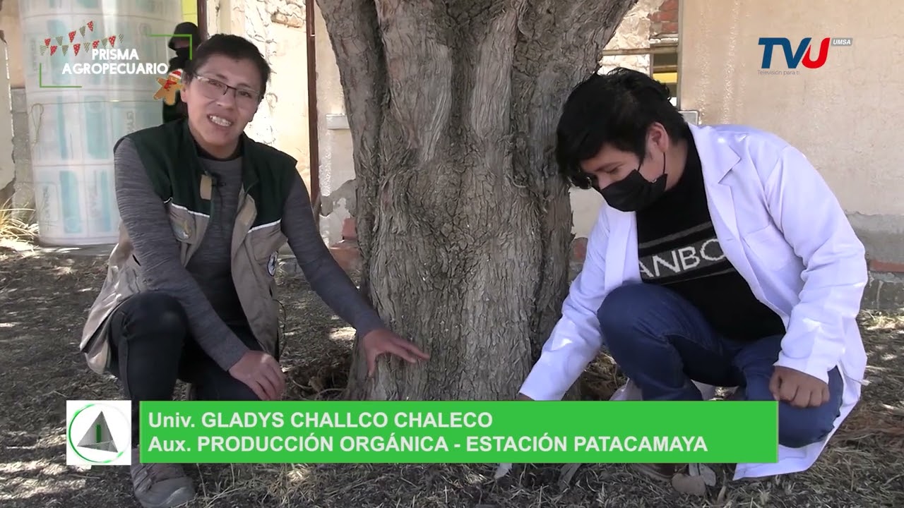 Captura de microorganismos a través del método de trampas de arroz