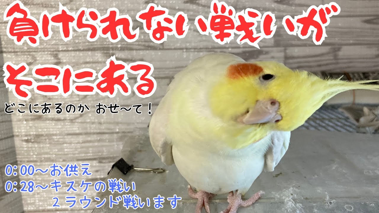 激しすぎますって！キークン！【オカメインコ】放鳥