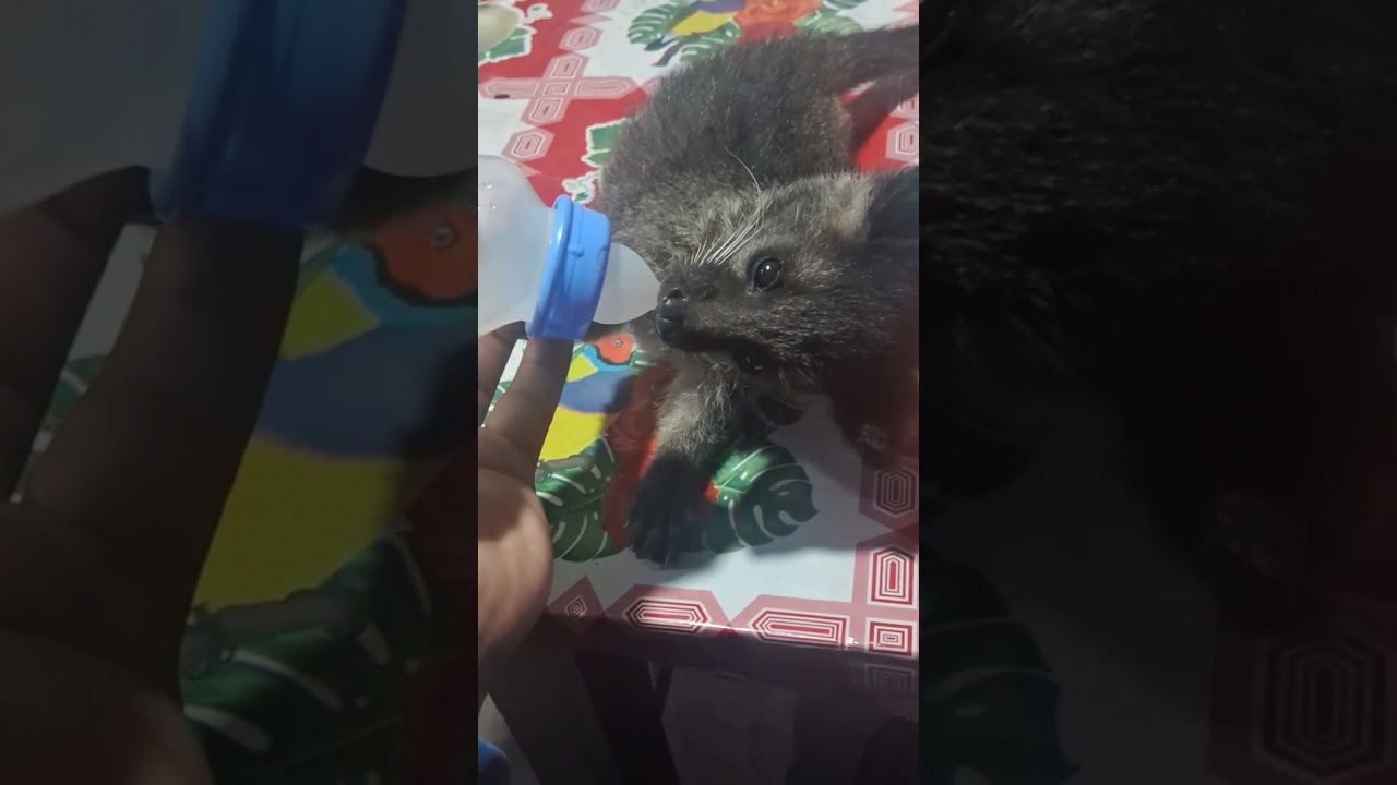 Adopted Asian palm Civet local name- Akufu in Sumi