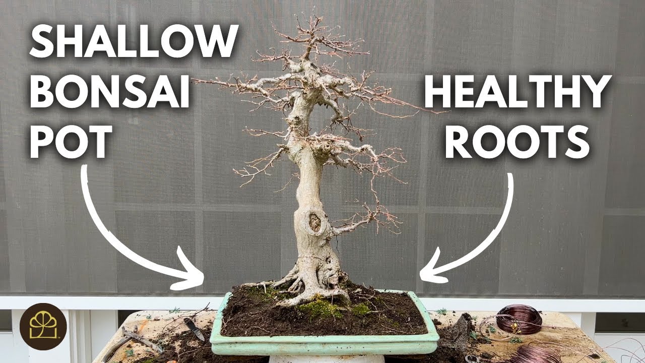 How to Repot a Bonsai into a Shallow Pot
