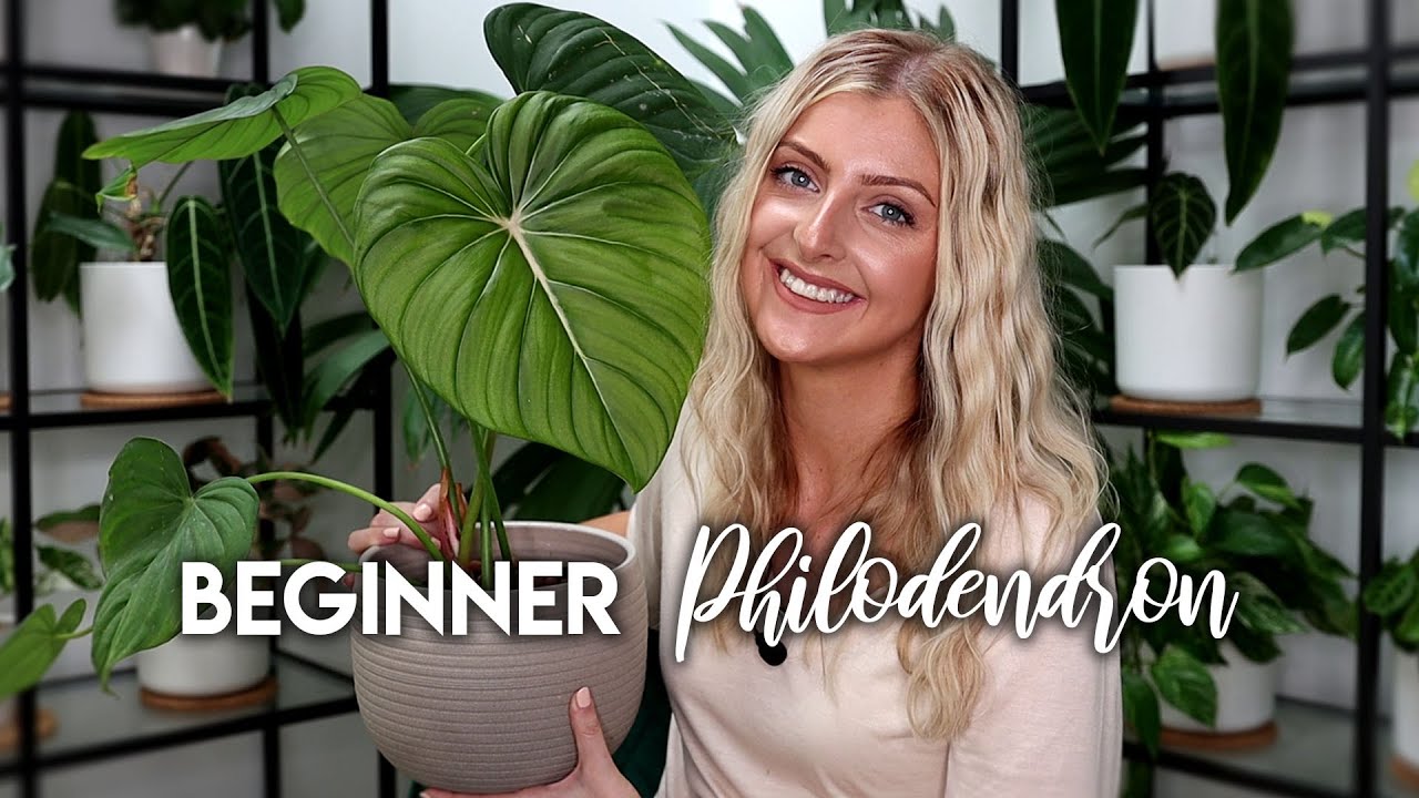 BEST AND WORST RARE PLANTS FOR BEGINNERS! | 13 Philodendron!