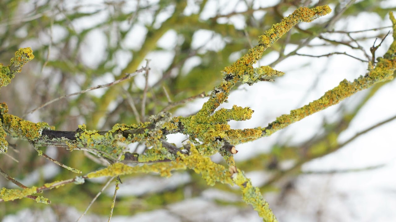 Vinter