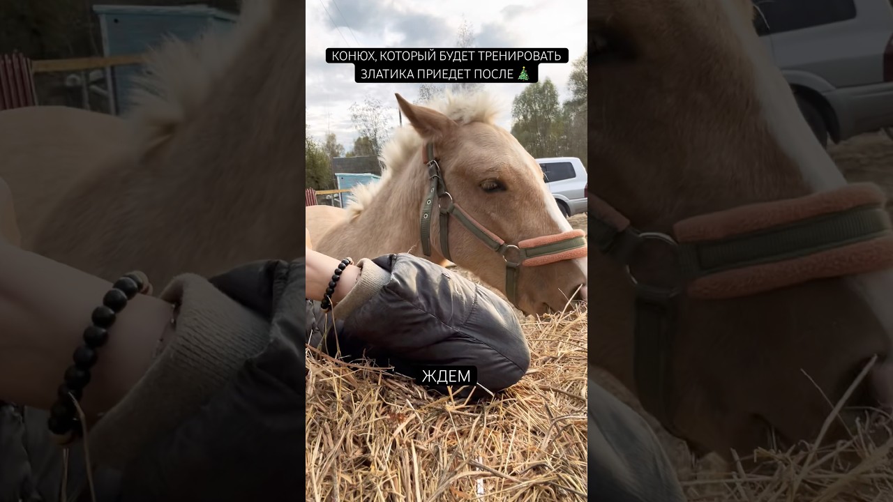 с ее характером конюху будет ой как сложно 😅 #horse #жизньвдеревне #жизньзагородом #лошади #поселок