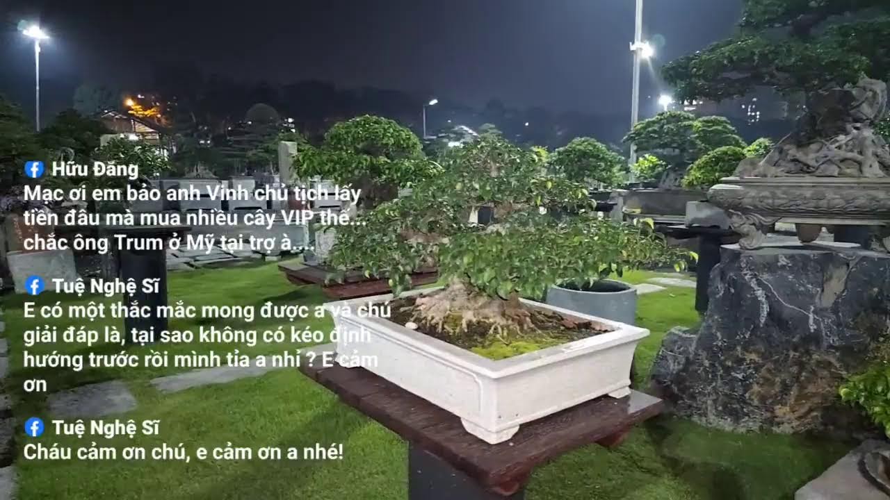 Phát trực tiếp của Bonsai Mạc Nam Định