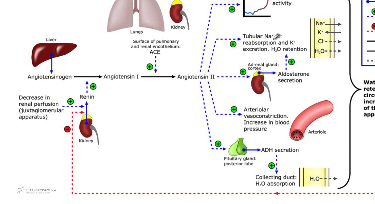 Sistema renina angiotensina aldosterone. L'aldosterone