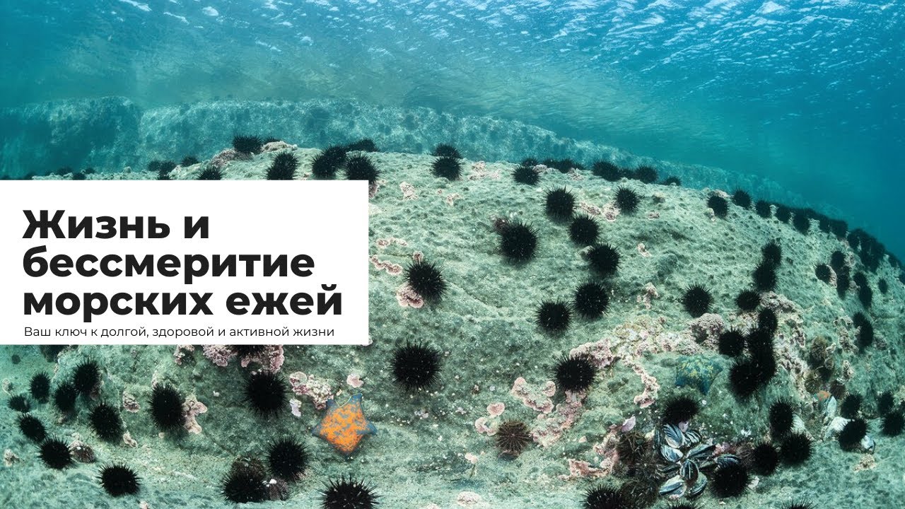 Жизнь и бессмертие морских ежей