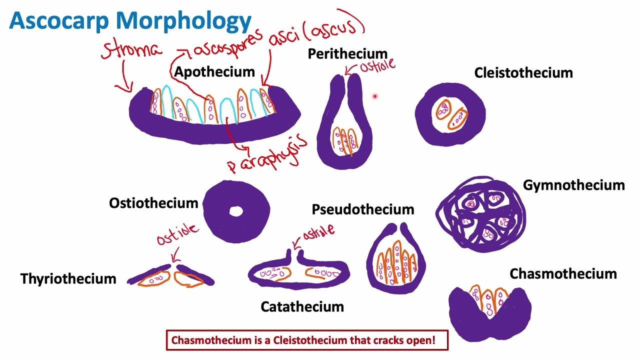 Ascocarp Morphology | Mycology | Biology