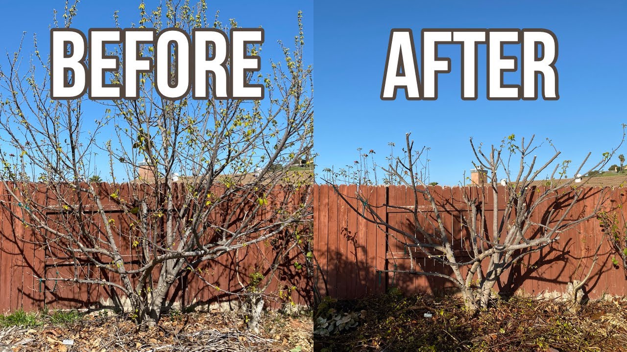 Pruning Cherimoya Tree Update (March 2021)