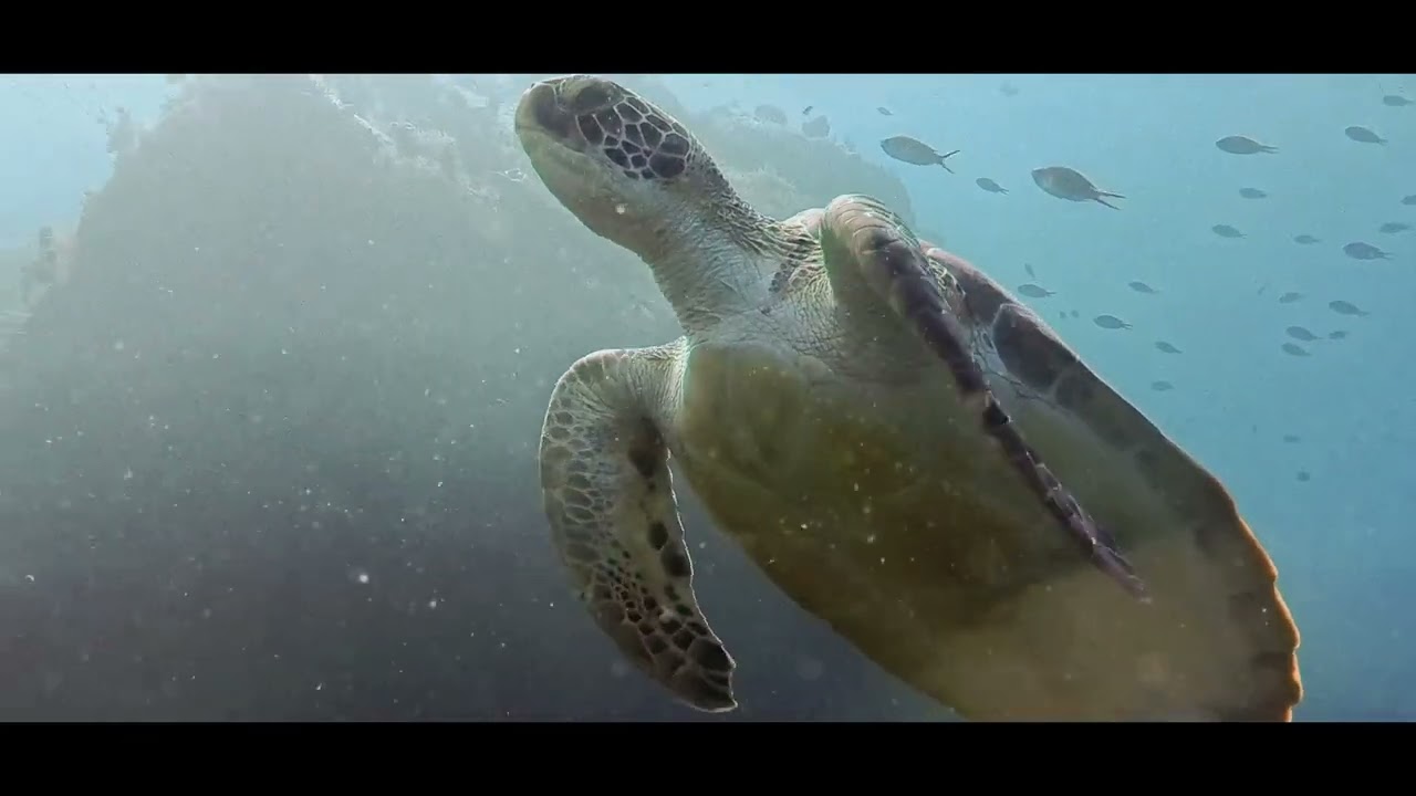 Best of diving Martinique 2025