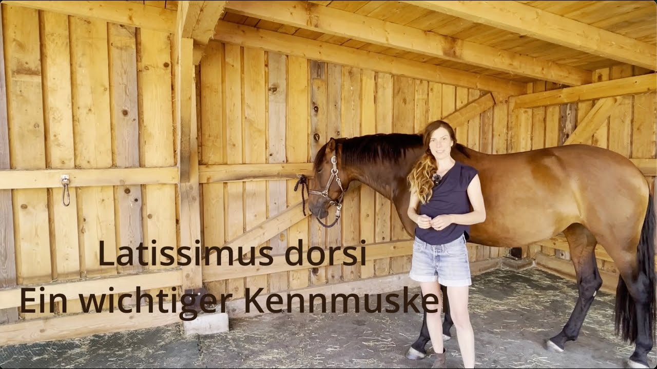 Latissimus dorsi - Anatomie, Funktion und Probleme