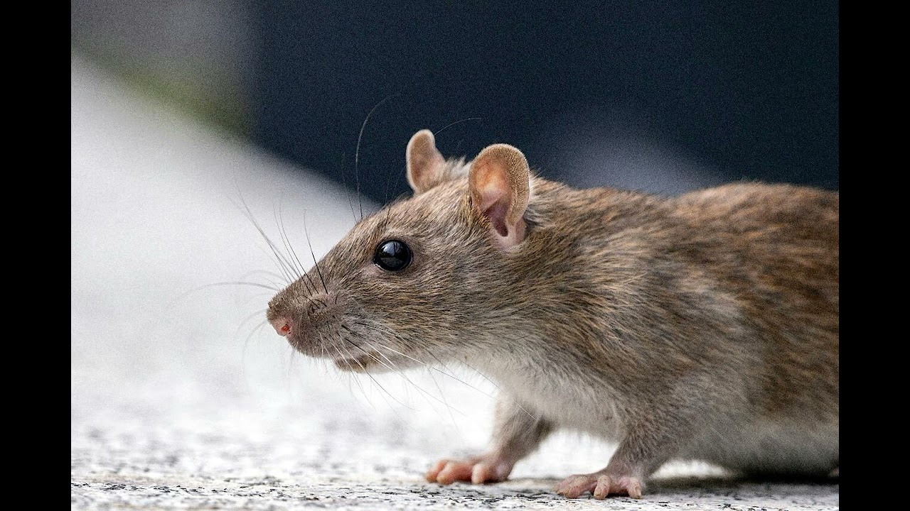 Humans are only the second deadliest animals in the world... What could be the first? | Ep2