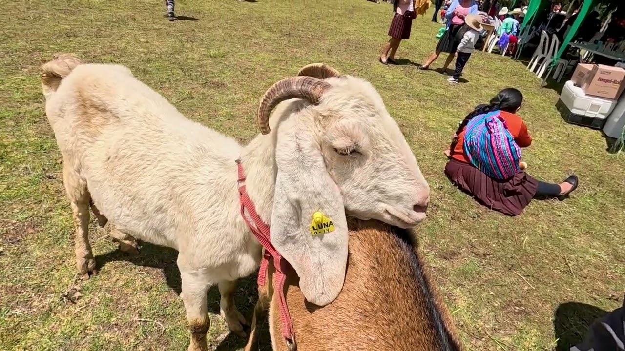 Cabras lecheras en Cajamarca