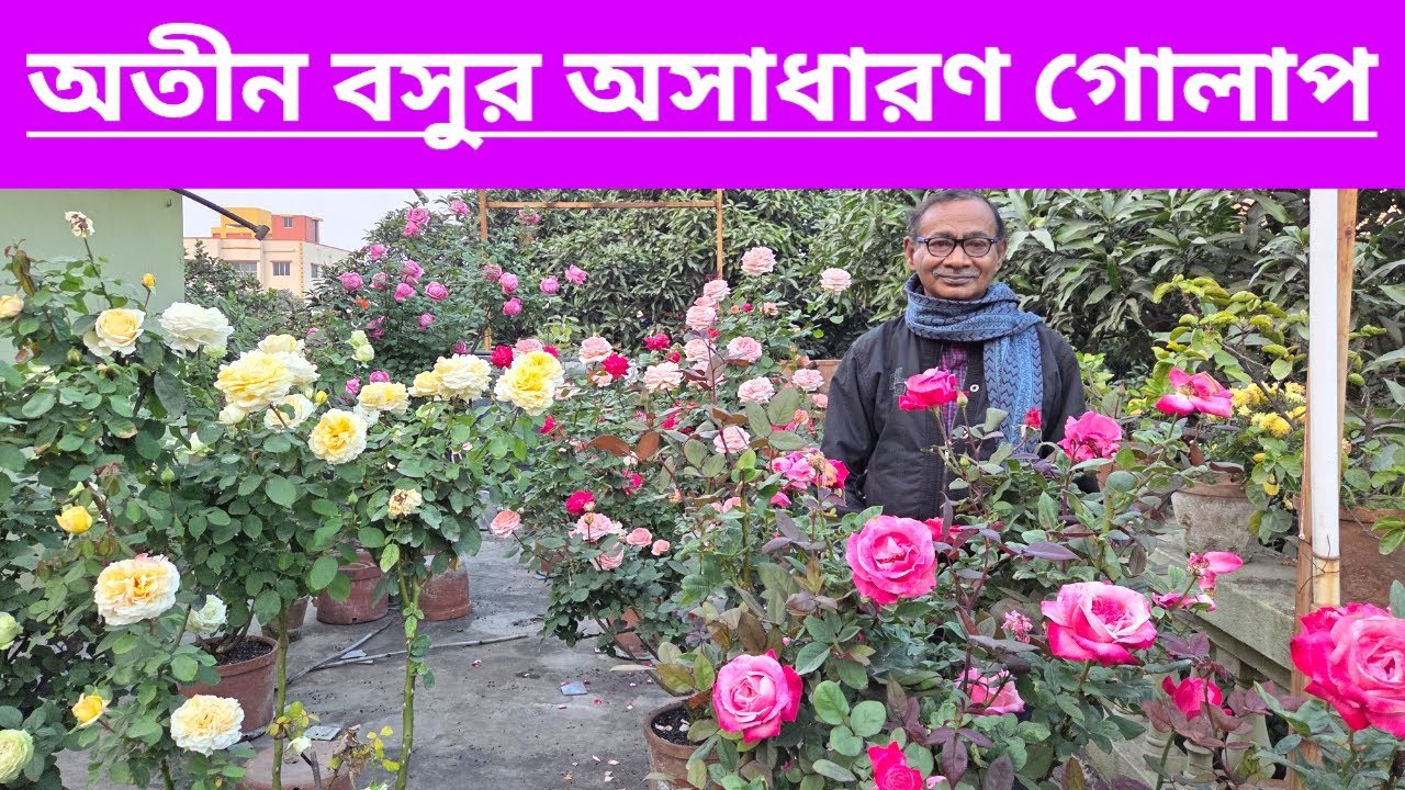 রোজারিয়ান অতীন বসুর অসাধারণ গোলাপ||Beautiful Rose Flower Plants Of Rosarian Atin Basu||