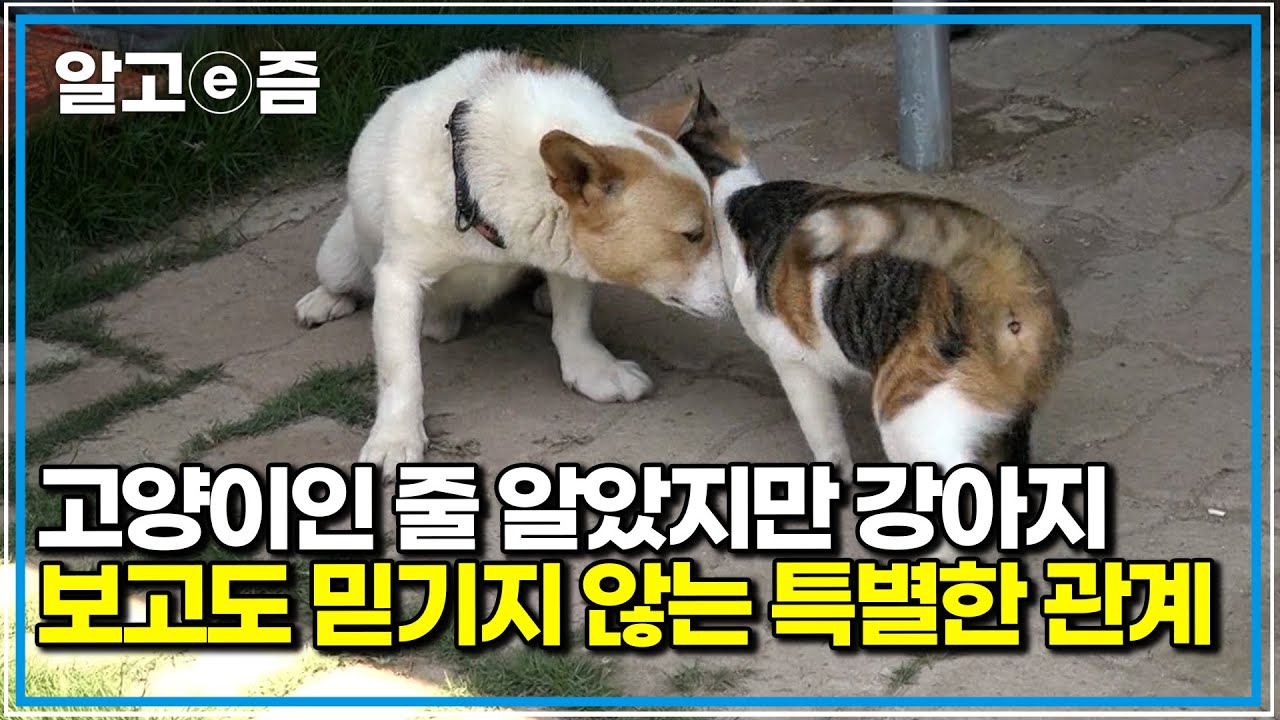 개를 좋아하는 고양이 심순이놀이부터 먹는 것까지 함께하지만,강아지 라떼를 따라하다 침까지 흘린다, 이 관계, 괜찮을까?｜고양이를 부탁해｜알고e즘