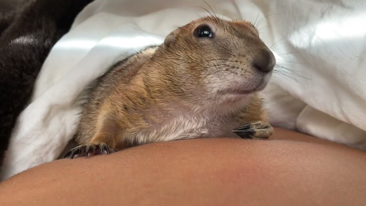 Time to wake up, Poppy!