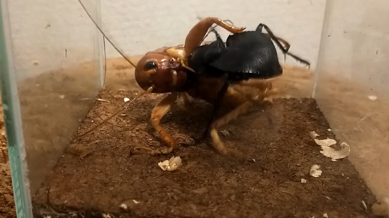 【切り抜き試合】オオエンマハンミョウ６３ｍｍＶＳリオック７６ｍｍ【夢の対決】　Manticora tiger beetle vs Sia ferox♀  沙螽♀ vs 大王虎甲