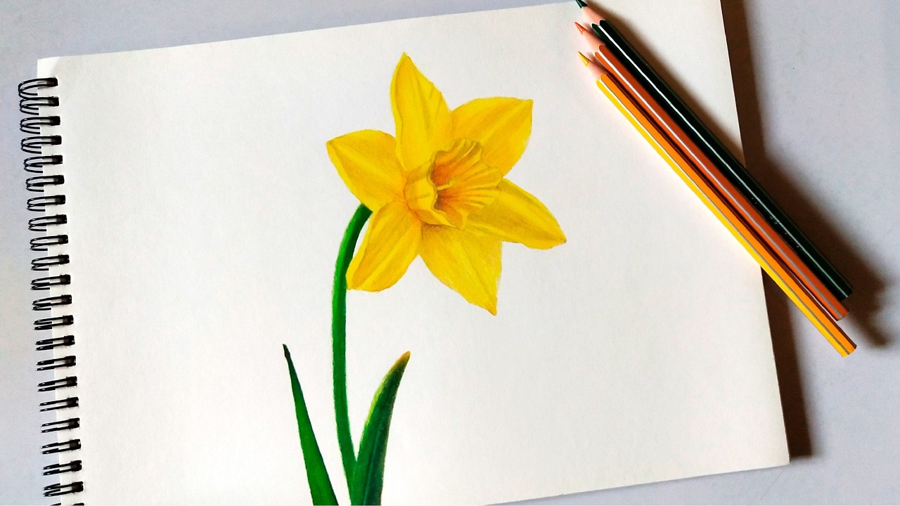 How to Draw a Realistic Daffodil Flower with Colored Pencils