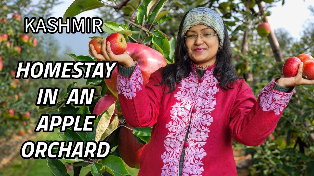 Gulmarg Homestay In an Apple Orchard | Gulmarg apple resort | apple resort in Gulmarg | Gulmarg