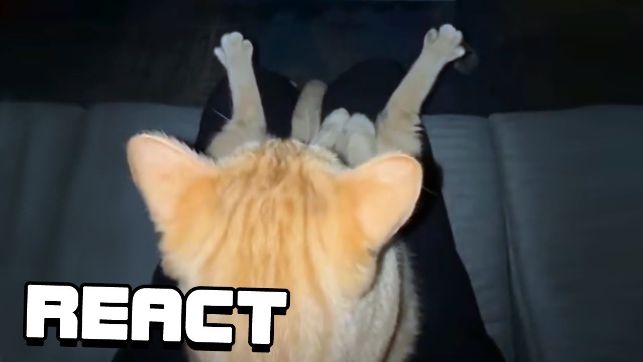 React: UNUSUAL MEMES COMPILATION V232