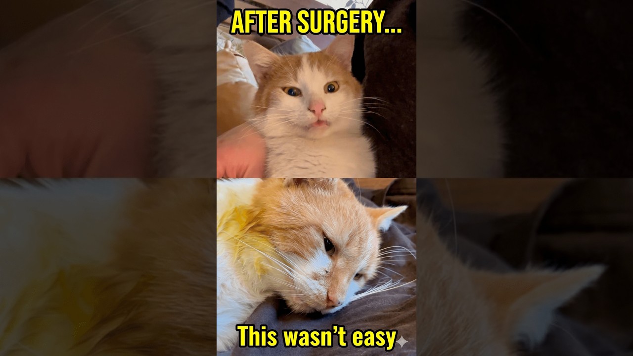 After Neutering 😿 My Cats Struggled to Recover 🐾 Our Honest Experience #catneutering #catrecovery