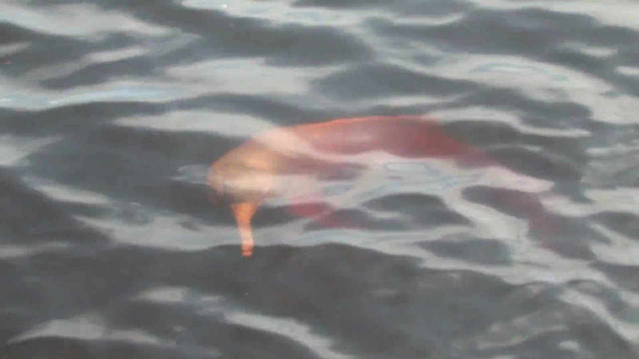 Pink Dolphins of the Rio Negro
