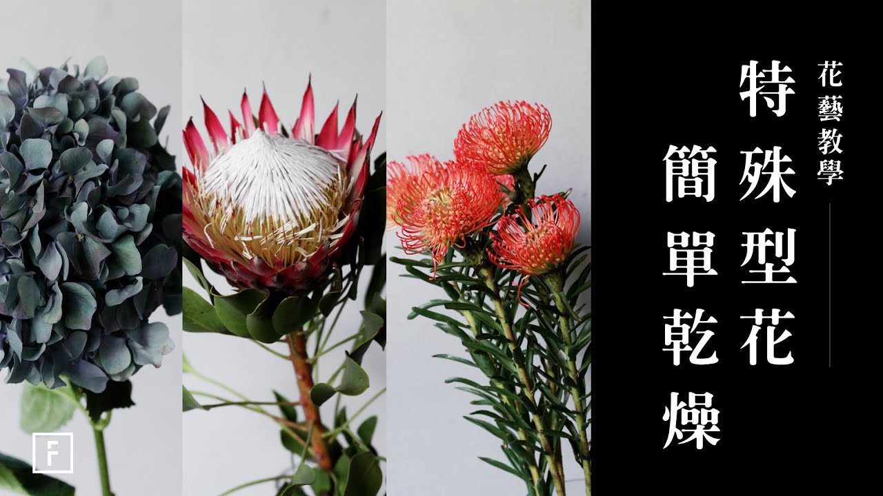 「帝王花、古典繡球」輕鬆製作乾燥花｜花藝教學｜花裡 FORi Flower