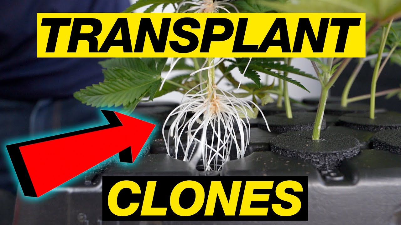 TRANSPLANTING CANNABIS PLANTS