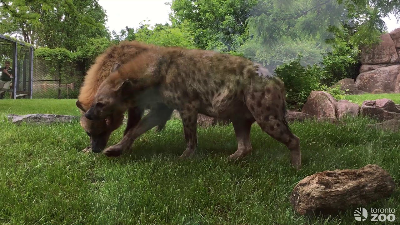 Hyenas Moja and Pinduli- Toronto Zoo