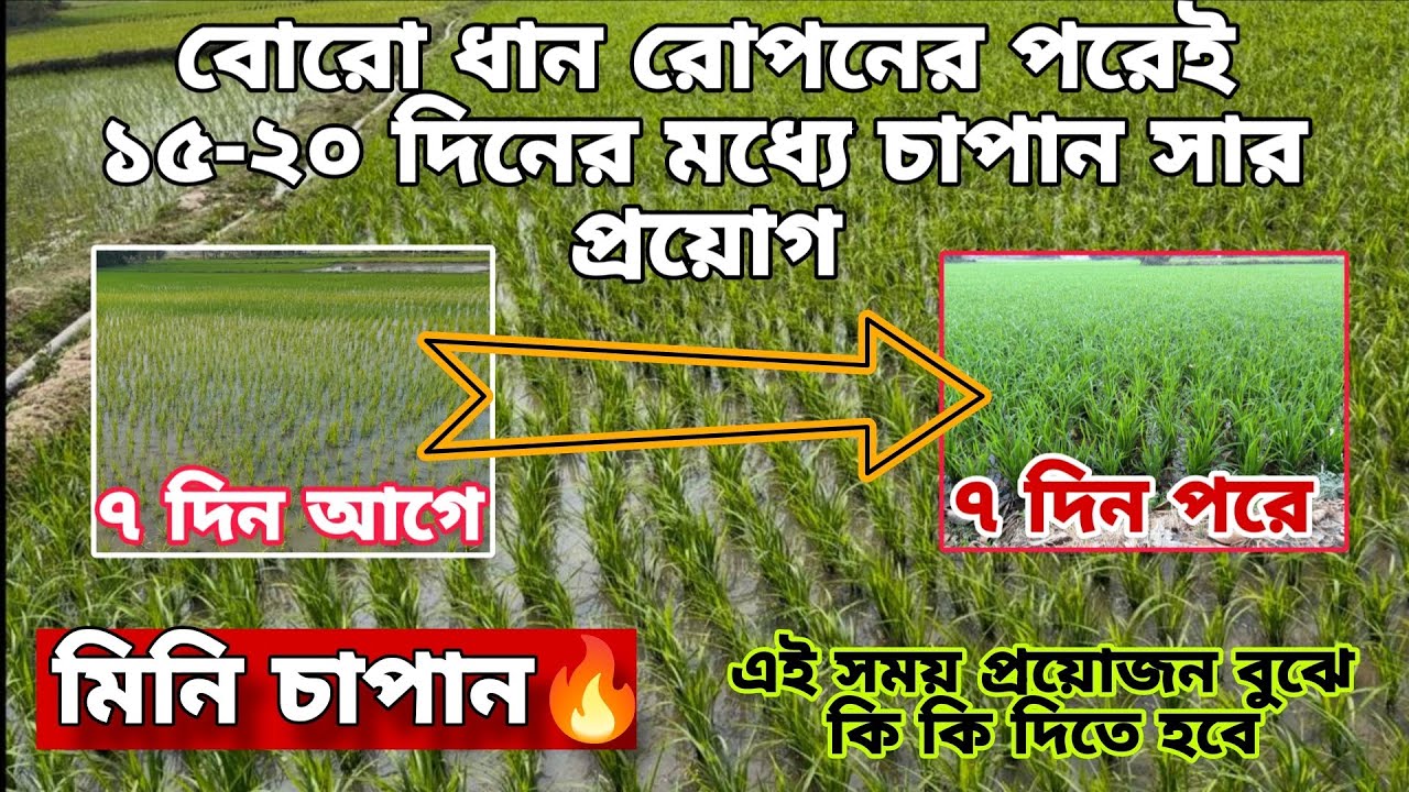 বোরো ধানের সর্বশ্রেষ্ঠ মিনি চাপানের ব্যবস্থাপনা 🔥প্রয়োজন বুঝে কি কি কতটা পরিমাণে দেব 🧐
