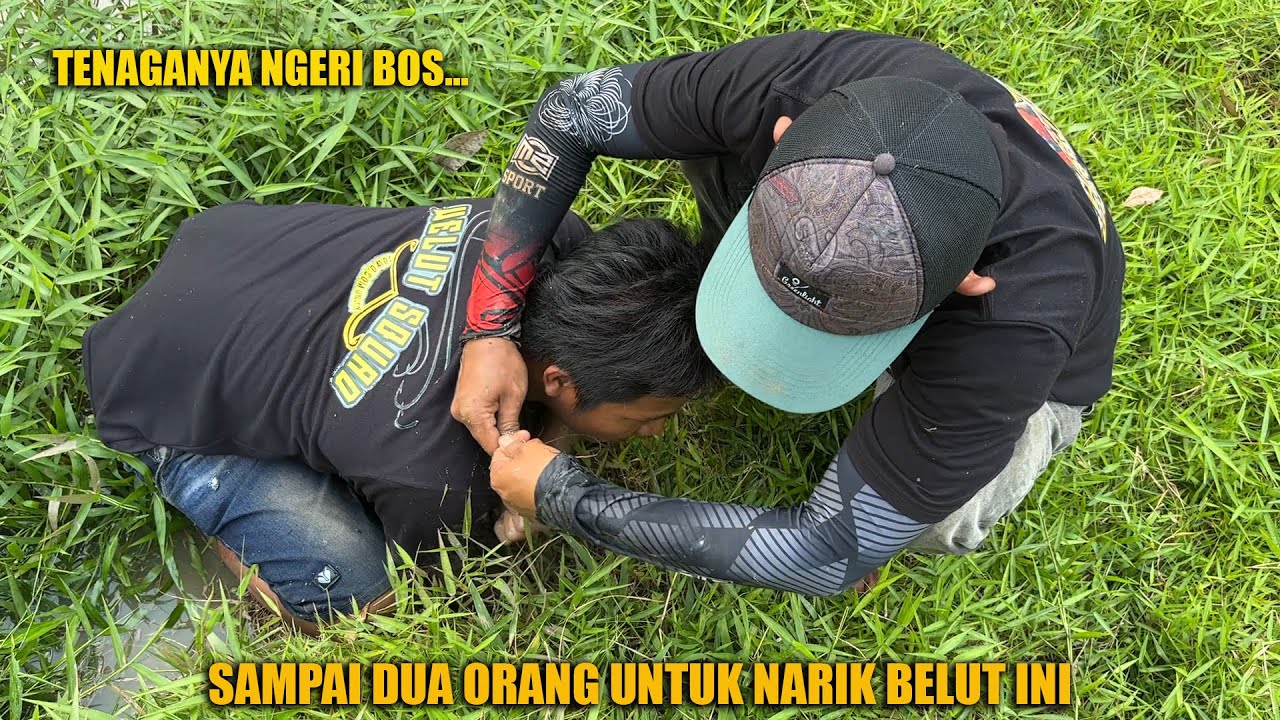 PERLAWANAN PALING MANTAP SAAT ADU TARIK DENGAN BELUT