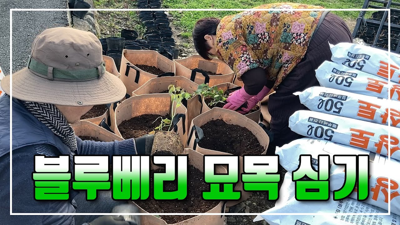 블루베리 묘목 (메도우락) 심기 2024 02 28 (수)