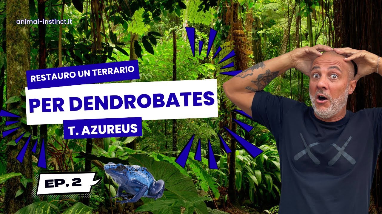 Restauro un TERRARIO per DENDROBATES TINCTORIUS AZUREUS!