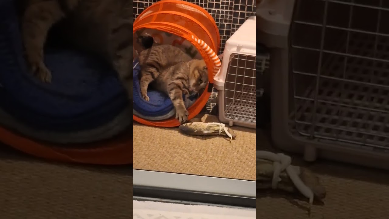 自娛自樂