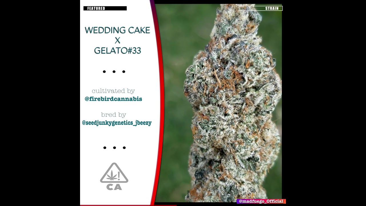 Featured Strain - Firebird - Wedding Cake x Gelato 33 | @madfuego_official