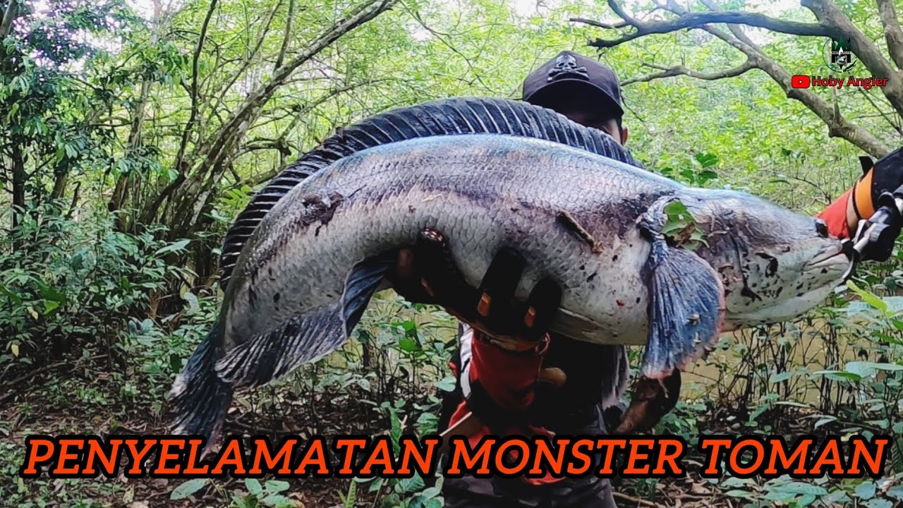 Perjuangan menyelamatkan monster toman snakehead,akhir nya 😱😱