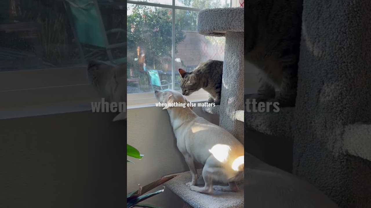 Caught in the Act (T&uuml;rkiye'de Kediler)